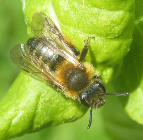 Andrena sp.
